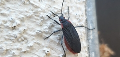 Jadera haematoloma
