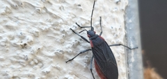 Jadera haematoloma