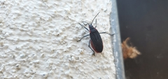 Jadera haematoloma