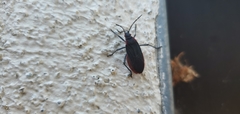 Jadera haematoloma