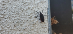 Jadera haematoloma