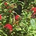 photo of Western Giant Swallowtail (Papilio rumiko)