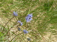 Jasione laevis