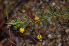 Acacia longipedunculata