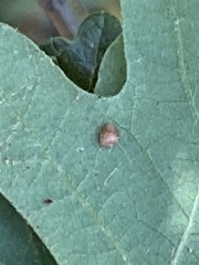 Neuroterus saltatorius