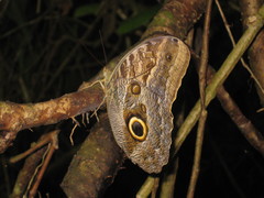 Caligo atreus