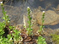 Saxifraga aquatica