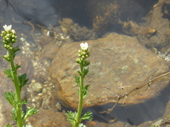 Saxifraga aquatica