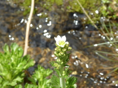 Saxifraga aquatica