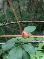 Ampelomyia vitispomum