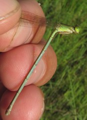 Ceriagrion suave