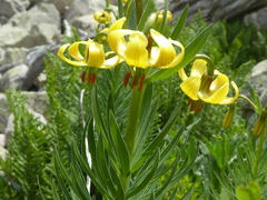 Lilium pyrenaicum