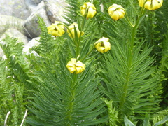 Lilium pyrenaicum