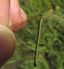 Ceriagrion suave