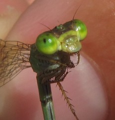 Ceriagrion suave