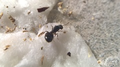 Crematogaster lineolata