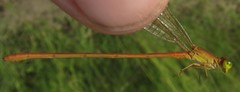 Ceriagrion suave