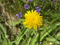 Hypochaeris maculata