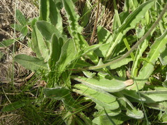 Hypochaeris maculata