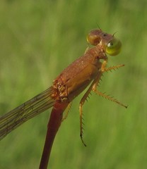 Ceriagrion suave