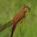 Ceriagrion suave - Photo (c) Robert Taylor,  זכויות יוצרים חלקיות (CC BY), uploaded by Robert Taylor