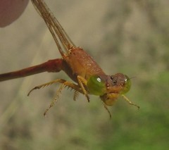Ceriagrion suave