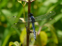 Libellula cyanea