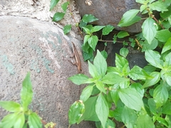 Teira dugesii dugesii