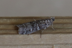 Dioryctria mendacella