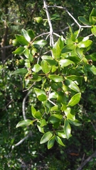 Psidium sartorianum