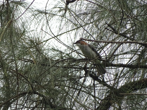 Hemixos castanonotus