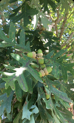 Quercus