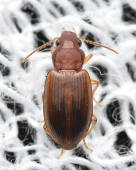 Bradycellus verbasci