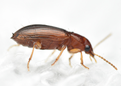 Bradycellus verbasci