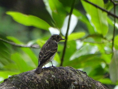 Muscicapa sibirica