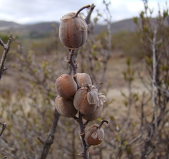 Tulista pumila