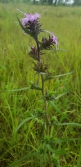 Liatris squarrosa