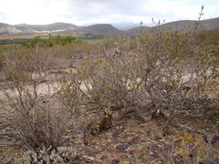 Tulista pumila
