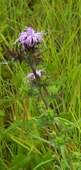Liatris squarrosa