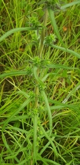Liatris squarrosa