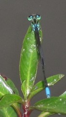 Pseudagrion nubicum