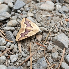 Sabulodes edwardsata