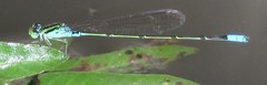 Pseudagrion nubicum