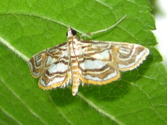 Paracymoriza prodigalis