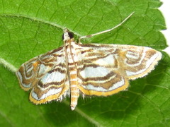 Paracymoriza prodigalis