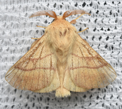 Malacosoma neustria
