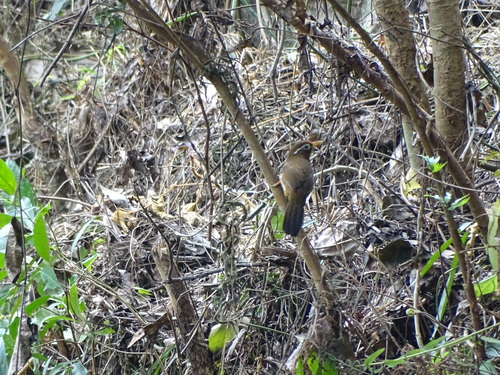 Garrulax canorus