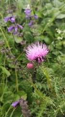 Carduus defloratus tridentinus