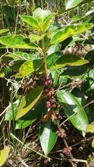 Miconia sericea