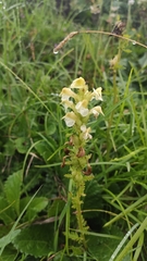 Pedicularis elongata
